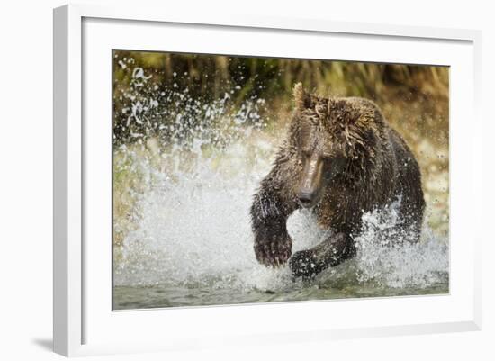 Brown Bear, Katmai National Park, Alaska-null-Framed Photographic Print