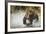 Brown Bear, Katmai National Park, Alaska-null-Framed Photographic Print