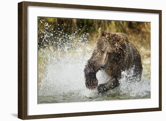 Brown Bear, Katmai National Park, Alaska-null-Framed Photographic Print