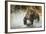 Brown Bear, Katmai National Park, Alaska-null-Framed Photographic Print