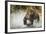 Brown Bear, Katmai National Park, Alaska-null-Framed Photographic Print