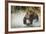 Brown Bear, Katmai National Park, Alaska-null-Framed Photographic Print