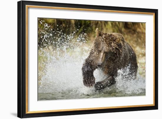 Brown Bear, Katmai National Park, Alaska-null-Framed Photographic Print