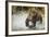 Brown Bear, Katmai National Park, Alaska-null-Framed Photographic Print