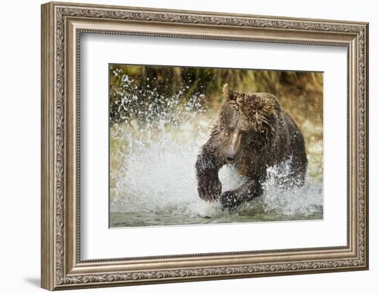 Brown Bear, Katmai National Park, Alaska-null-Framed Photographic Print