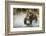 Brown Bear, Katmai National Park, Alaska-null-Framed Photographic Print