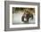 Brown Bear, Katmai National Park, Alaska-null-Framed Photographic Print