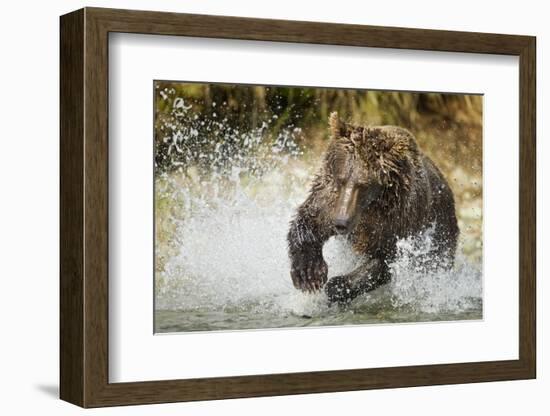 Brown Bear, Katmai National Park, Alaska-null-Framed Photographic Print