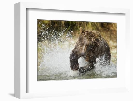 Brown Bear, Katmai National Park, Alaska-null-Framed Photographic Print