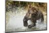 Brown Bear, Katmai National Park, Alaska-null-Mounted Photographic Print