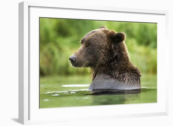 Brown Bear, Katmai National Park, Alaska-Paul Souders-Framed Photographic Print