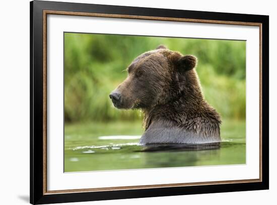 Brown Bear, Katmai National Park, Alaska-Paul Souders-Framed Photographic Print