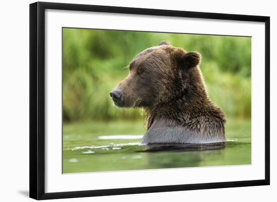 Brown Bear, Katmai National Park, Alaska-Paul Souders-Framed Photographic Print