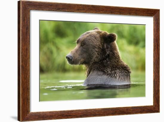 Brown Bear, Katmai National Park, Alaska-Paul Souders-Framed Photographic Print