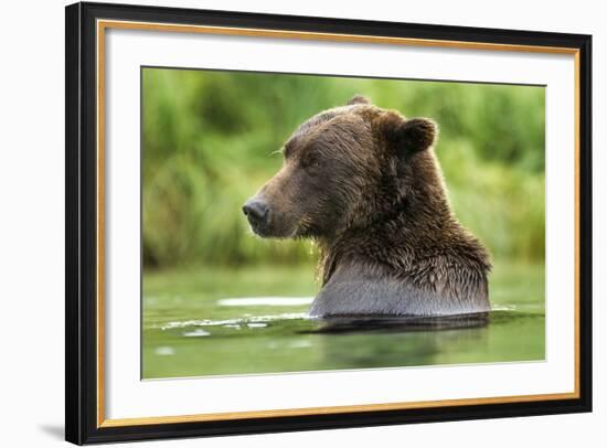 Brown Bear, Katmai National Park, Alaska-Paul Souders-Framed Photographic Print