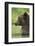 Brown Bear, Katmai National Park, Alaska-Paul Souders-Framed Photographic Print