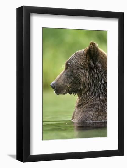 Brown Bear, Katmai National Park, Alaska-Paul Souders-Framed Photographic Print