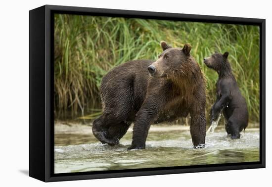 Brown Bear Mother and Cub, Katmai National Park, Alaska-Paul Souders-Framed Premier Image Canvas