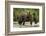 Brown Bear Mother and Cub, Katmai National Park, Alaska-Paul Souders-Framed Photographic Print