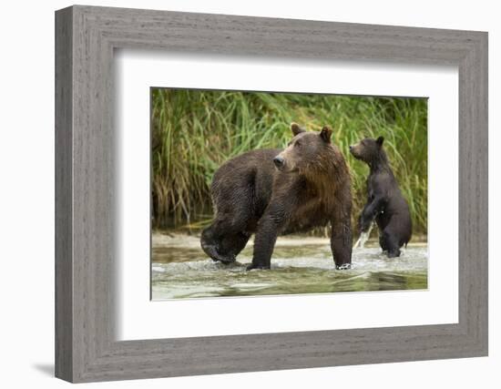 Brown Bear Mother and Cub, Katmai National Park, Alaska-Paul Souders-Framed Photographic Print