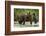 Brown Bear Mother and Cub, Katmai National Park, Alaska-Paul Souders-Framed Photographic Print