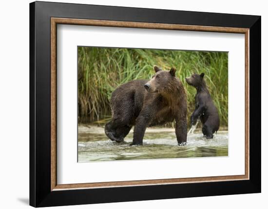 Brown Bear Mother and Cub, Katmai National Park, Alaska-Paul Souders-Framed Photographic Print