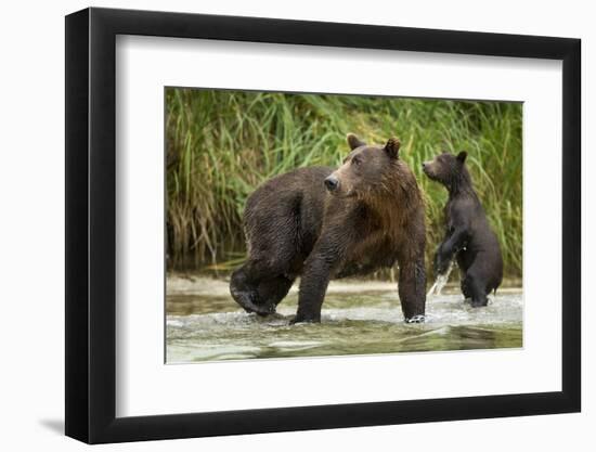 Brown Bear Mother and Cub, Katmai National Park, Alaska-Paul Souders-Framed Photographic Print