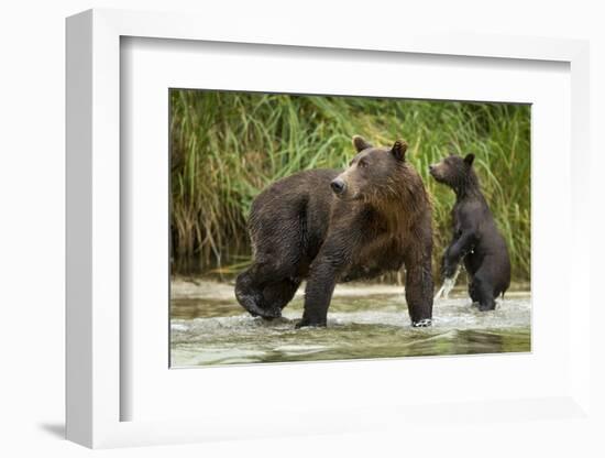 Brown Bear Mother and Cub, Katmai National Park, Alaska-Paul Souders-Framed Photographic Print