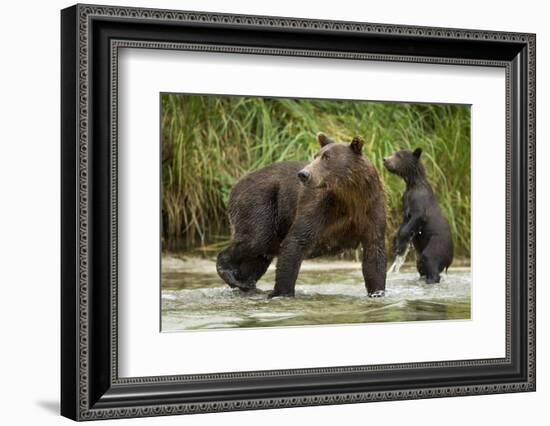 Brown Bear Mother and Cub, Katmai National Park, Alaska-Paul Souders-Framed Photographic Print