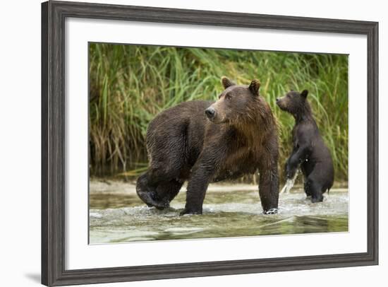 Brown Bear Mother and Cub, Katmai National Park, Alaska-Paul Souders-Framed Photographic Print