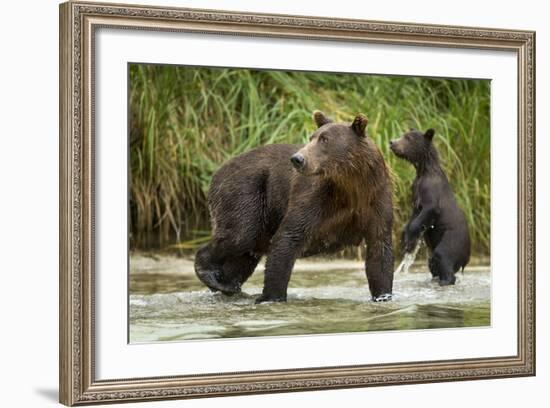 Brown Bear Mother and Cub, Katmai National Park, Alaska-Paul Souders-Framed Photographic Print