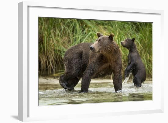 Brown Bear Mother and Cub, Katmai National Park, Alaska-Paul Souders-Framed Photographic Print