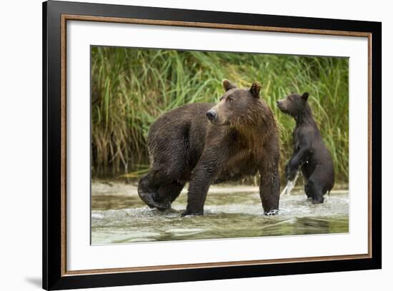 Brown Bear Mother and Cub, Katmai National Park, Alaska-Paul Souders-Framed Photographic Print