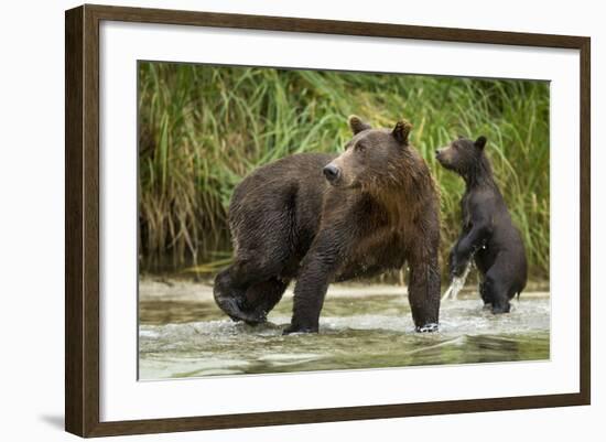 Brown Bear Mother and Cub, Katmai National Park, Alaska-Paul Souders-Framed Photographic Print