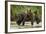 Brown Bear Mother and Cub, Katmai National Park, Alaska-Paul Souders-Framed Photographic Print