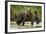 Brown Bear Mother and Cub, Katmai National Park, Alaska-Paul Souders-Framed Photographic Print