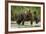 Brown Bear Mother and Cub, Katmai National Park, Alaska-Paul Souders-Framed Photographic Print