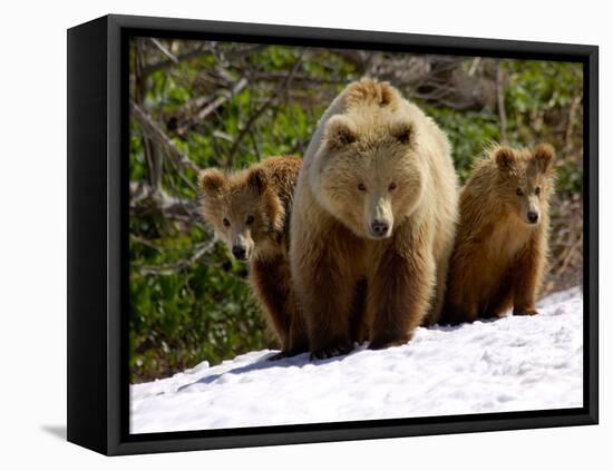Brown Bear Mother with Cubs, Valley of the Geysers, Kronotsky Zapovednik, Russia-Igor Shpilenok-Framed Premier Image Canvas