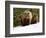 Brown Bear Mother with Cubs, Valley of the Geysers, Kronotsky Zapovednik, Russia-Igor Shpilenok-Framed Photographic Print