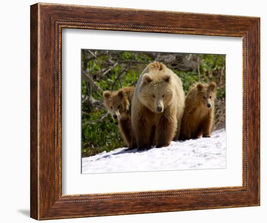 Brown Bear Mother with Cubs, Valley of the Geysers, Kronotsky Zapovednik, Russia-Igor Shpilenok-Framed Photographic Print