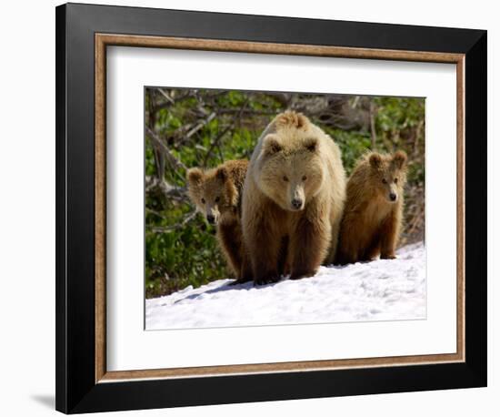 Brown Bear Mother with Cubs, Valley of the Geysers, Kronotsky Zapovednik, Russia-Igor Shpilenok-Framed Photographic Print