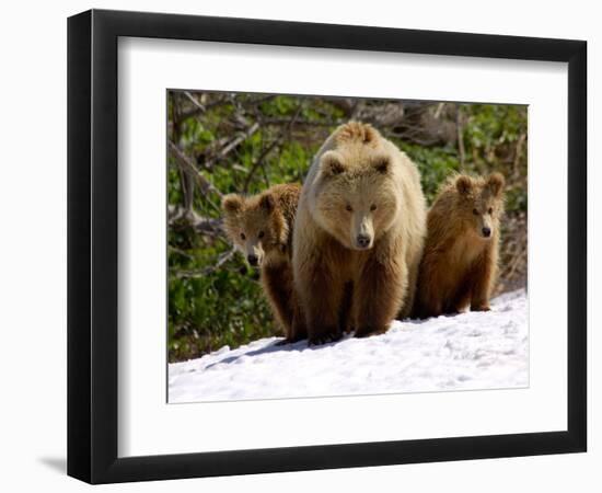 Brown Bear Mother with Cubs, Valley of the Geysers, Kronotsky Zapovednik, Russia-Igor Shpilenok-Framed Photographic Print