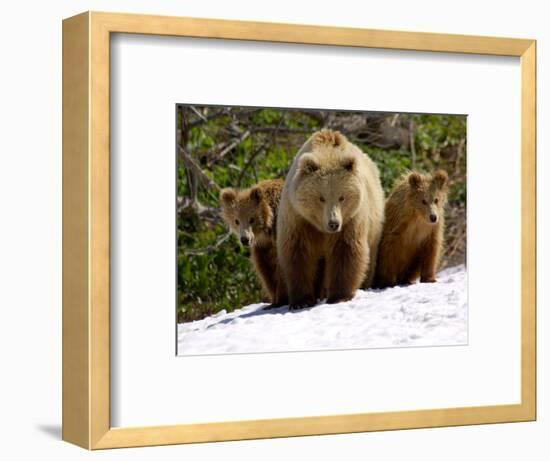 Brown Bear Mother with Cubs, Valley of the Geysers, Kronotsky Zapovednik, Russia-Igor Shpilenok-Framed Photographic Print