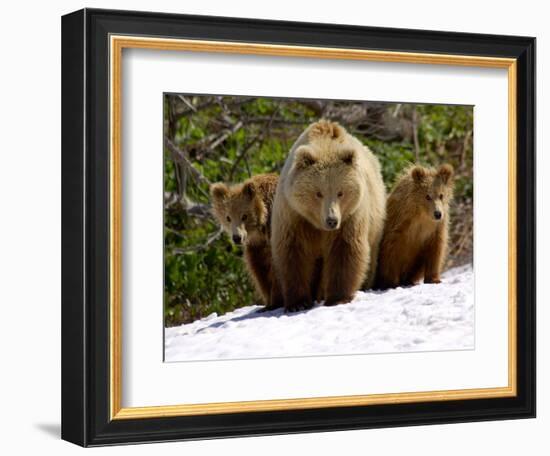 Brown Bear Mother with Cubs, Valley of the Geysers, Kronotsky Zapovednik, Russia-Igor Shpilenok-Framed Photographic Print