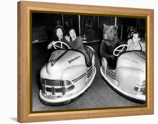 Brown Bear of Bertram Mills Circus in Bumper Cars Dodgems December 15, 1954-null-Framed Stretched Canvas