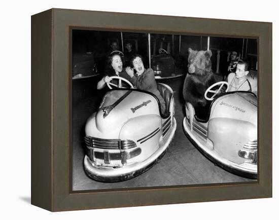 Brown Bear of Bertram Mills Circus in Bumper Cars Dodgems December 15, 1954-null-Framed Stretched Canvas