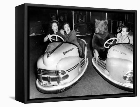 Brown Bear of Bertram Mills Circus in Bumper Cars Dodgems December 15, 1954-null-Framed Stretched Canvas