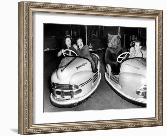 Brown Bear of Bertram Mills Circus in Bumper Cars Dodgems December 15, 1954-null-Framed Photo