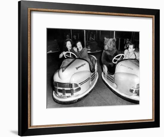 Brown Bear of Bertram Mills Circus in Bumper Cars Dodgems December 15, 1954-null-Framed Photo