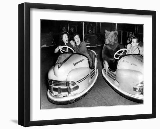 Brown Bear of Bertram Mills Circus in Bumper Cars Dodgems December 15, 1954-null-Framed Photo